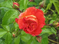 014.webp