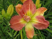013.webp