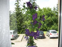 021.webp