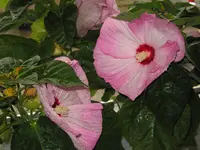001.webp