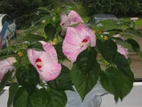 002.webp
