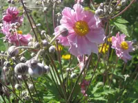 021.webp