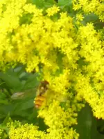 DSC00094.webp