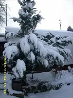 JD500328.webp