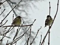 Bild 113.webp