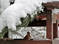 Bild 011.webp