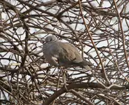DSC00256.webp