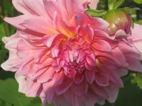 023.webp