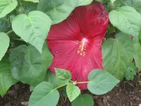 003.webp