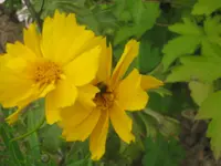006.webp