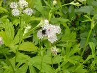 BILD0149.webp