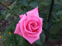 Angebliche New Dawn.webp