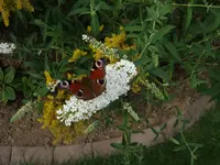 Buddleja mit Schmetterling.webp
