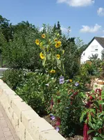 Mispeln mit Sommerblumen 08-2009.webp