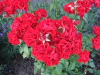 Unbekannte Rose.webp