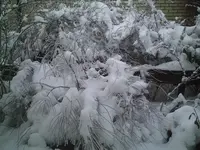 PIC00102.webp