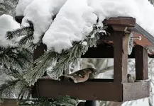Bild 004.webp