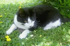 Maus im lorbeer (16)v.webp