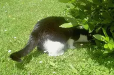 Maus im lorbeer (15)v.webp