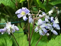 DSCF4987 (2).webp