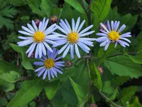 DSCF4990 (2).webp