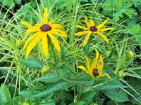 DSCF4996 (2).webp