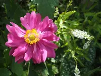 DSCF4998 (2).webp