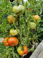 IMG_20210819_151717.webp