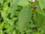 IMG_20210807_122340.jpg