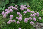 Allium angulosum 0121.JPG