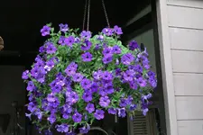 Einjährige     4521.webp