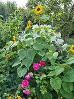 20210821_042155.jpg