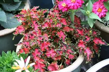 Buntnessel0117.webp