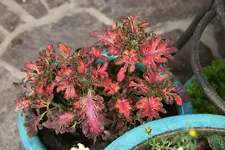 Buntnessel0620.webp