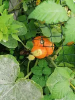 IMG_20210820_183433.webp