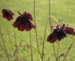 FCDB3397-C49D-4486-BBA8-CE1B60ED0C77.jpeg