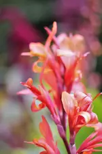 image004.webp