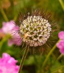 scabiose1.jpg