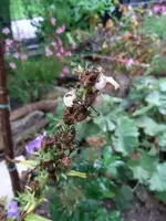 schnecken4.webp