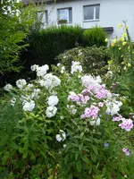 P1050007.JPG