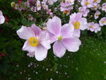 P1050009.JPG