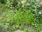 P1050018.JPG