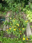 P1050023.JPG