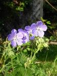 P1050026.JPG