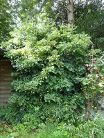 P1050027.JPG