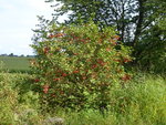 P1050030.JPG