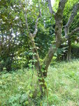 P1050042.JPG