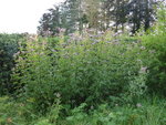 P1050044.JPG