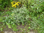 P1050015.JPG