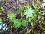 P1050061.JPG